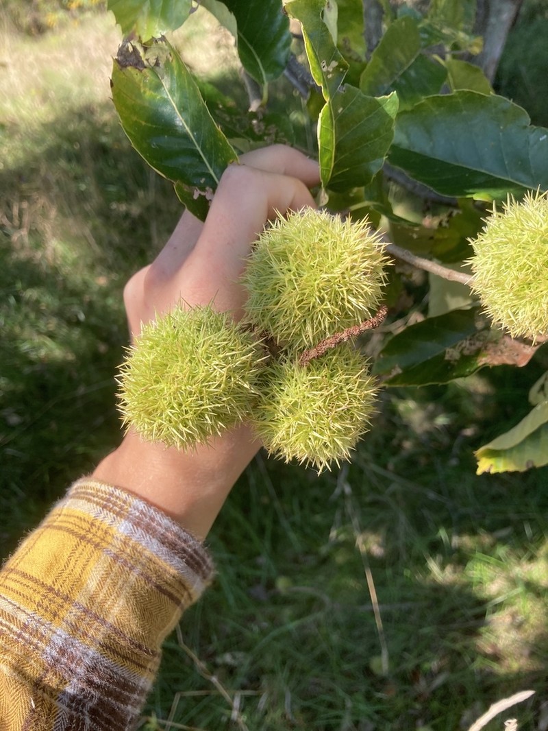 Chinese Chestnut photo 3
