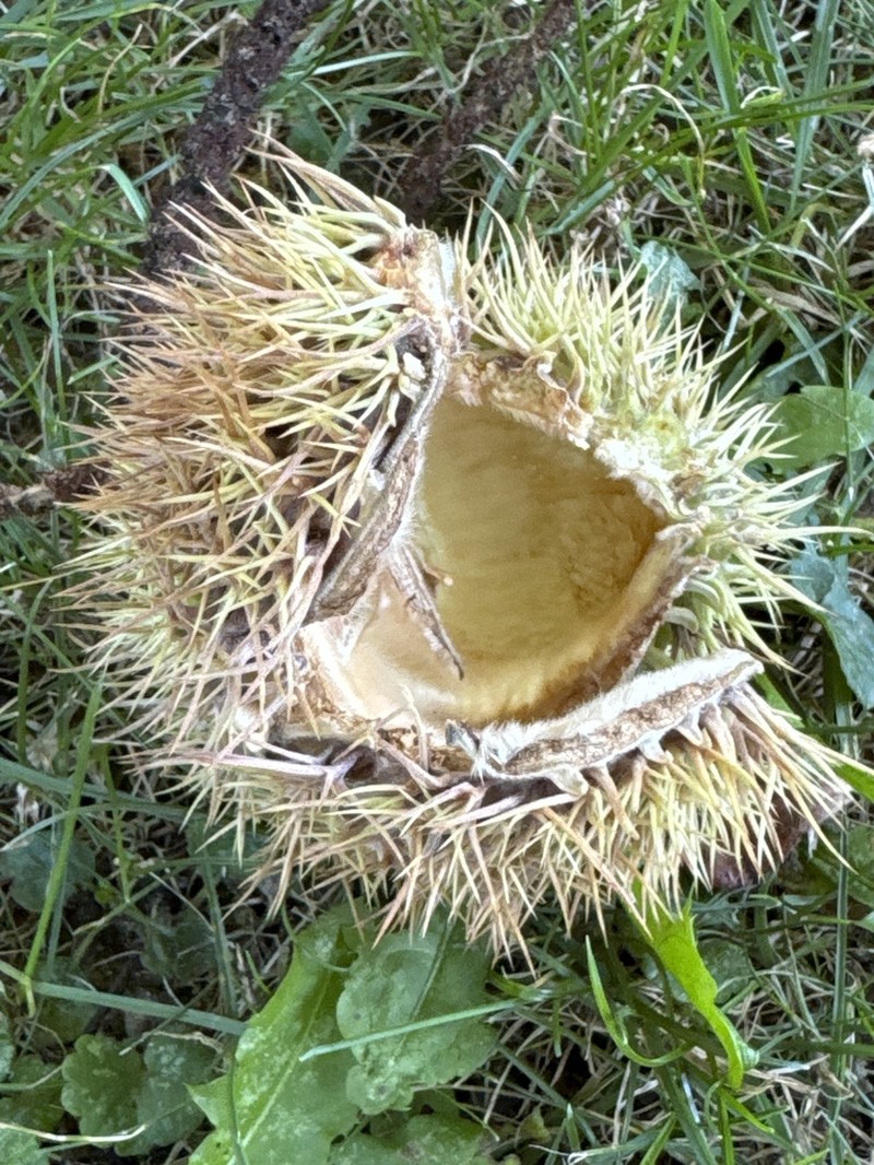 Chinese Chestnut photo 4