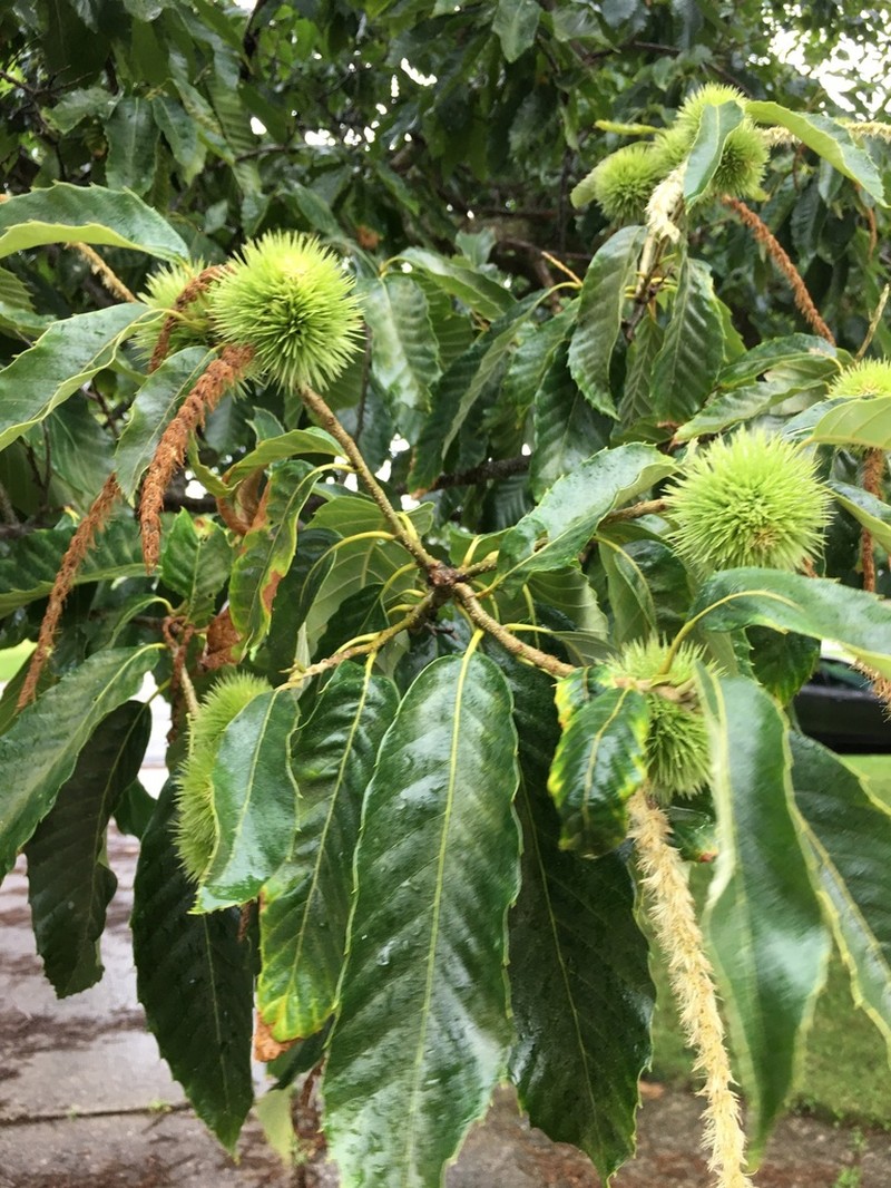 Chinese Chestnut photo 5