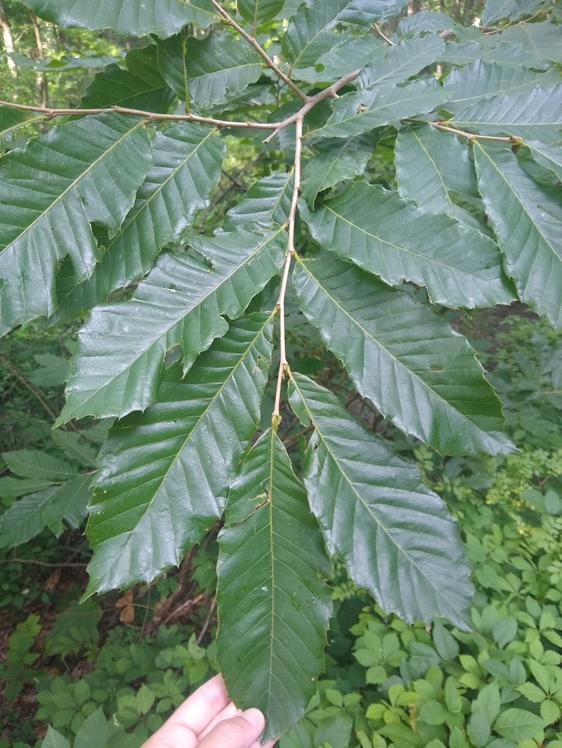 Chinese Chestnut photo 6
