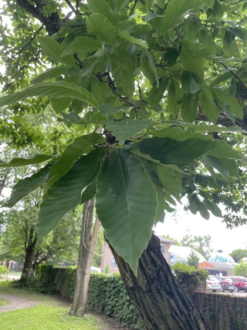 Chinese Chestnut photo 7