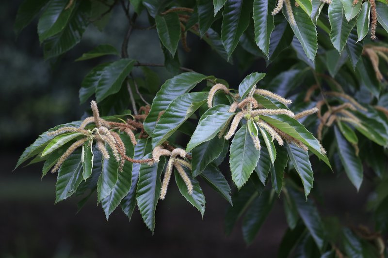 Chinese Chestnut photo 2