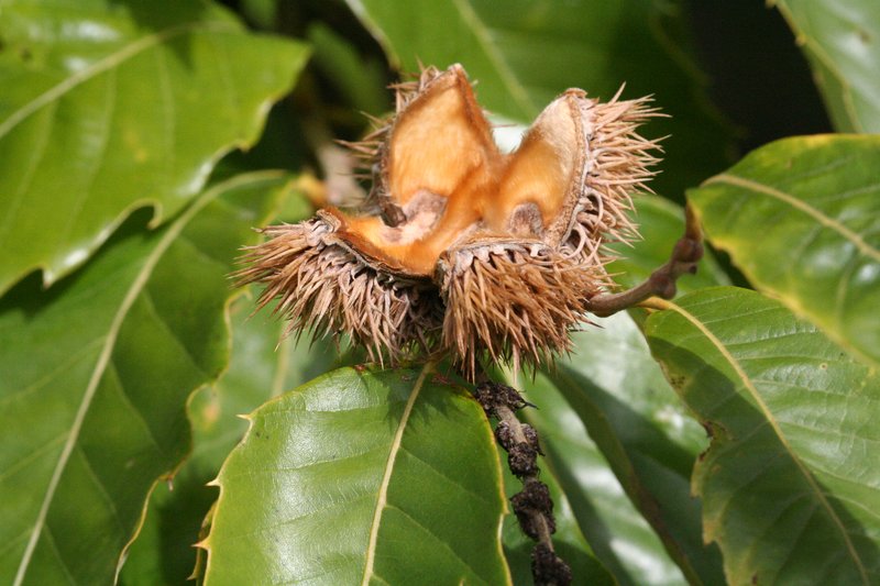 Chinese Chestnut photo 3
