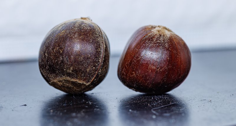 Chinese Chestnut photo 4