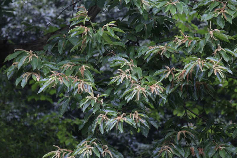Chinese Chestnut photo 5