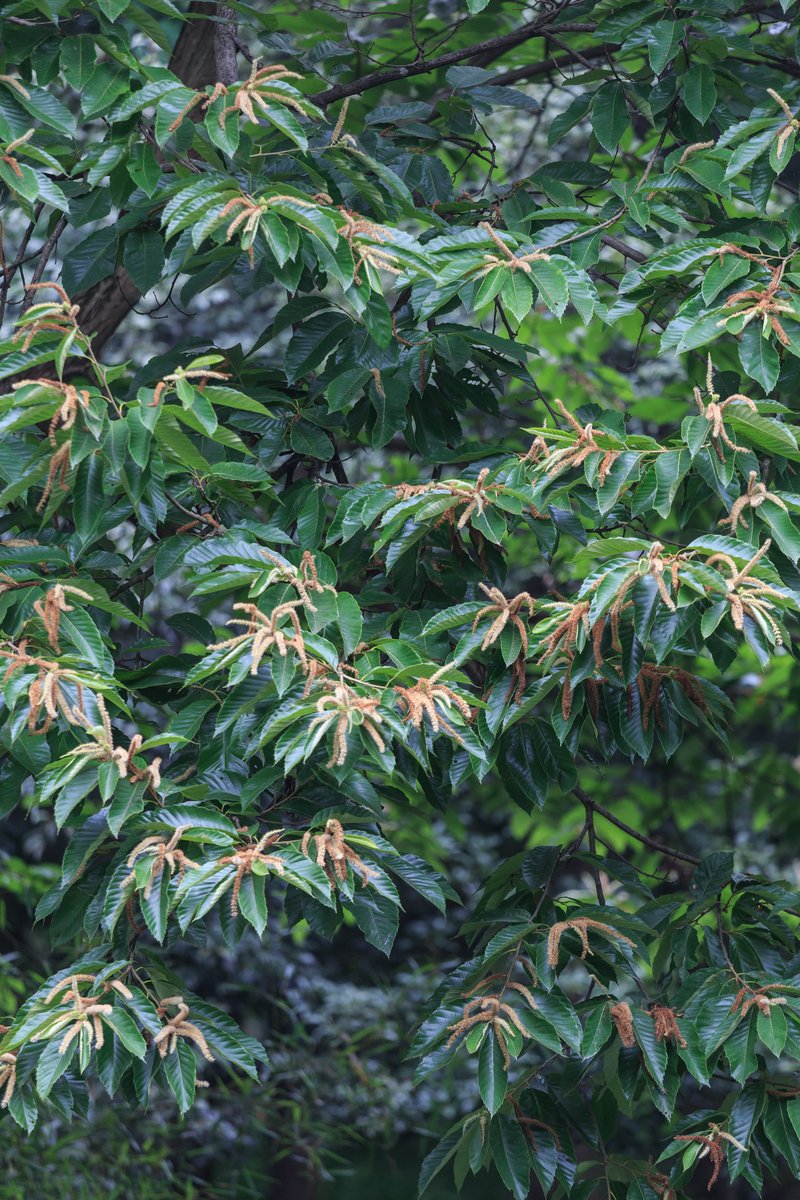 Chinese Chestnut photo 6