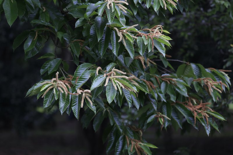Chinese Chestnut photo 7