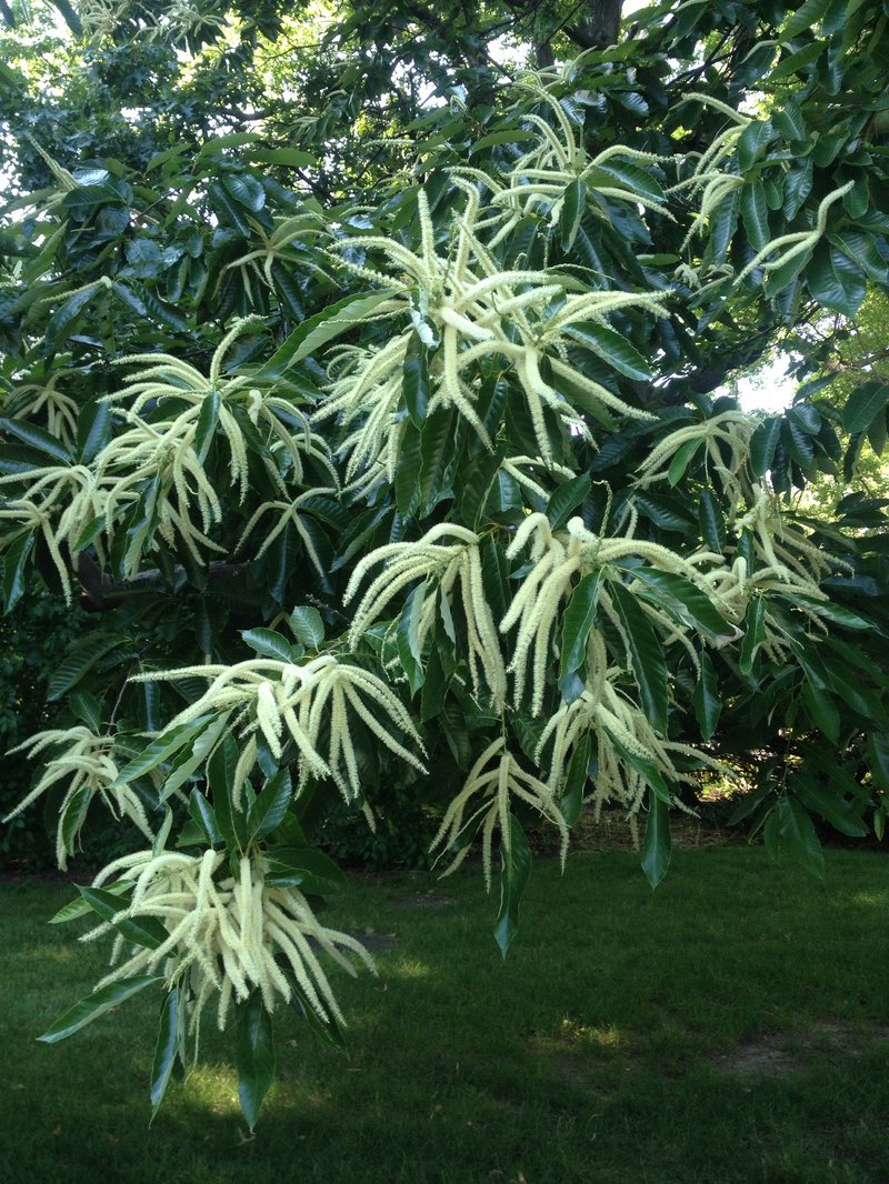 Chinese Chestnut photo 8