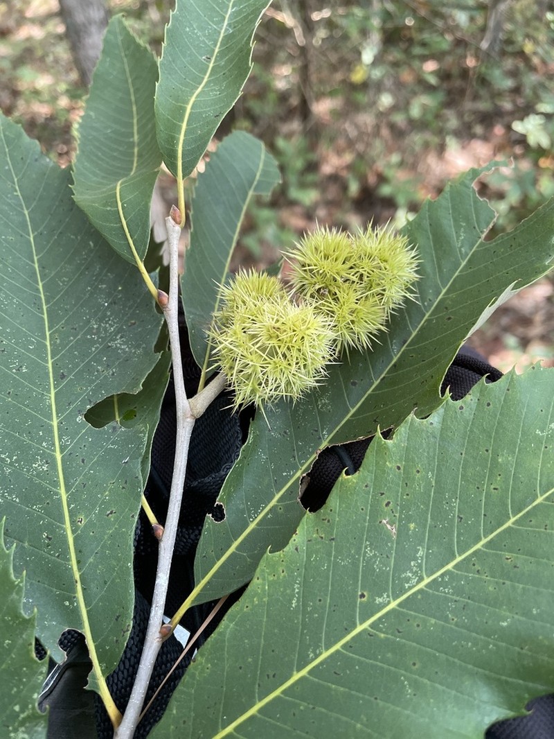 Castanea ozarkensis photo 2
