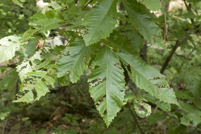 Castanea ozarkensis photo 3