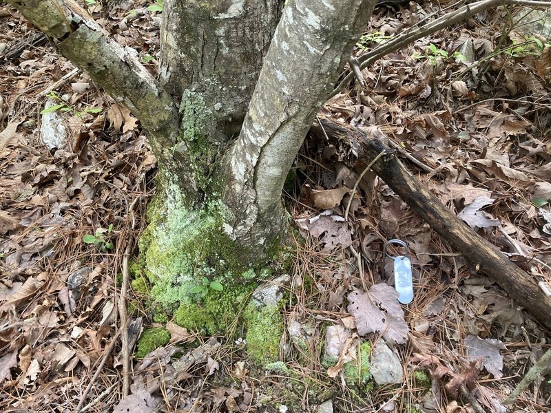 Castanea ozarkensis photo 4