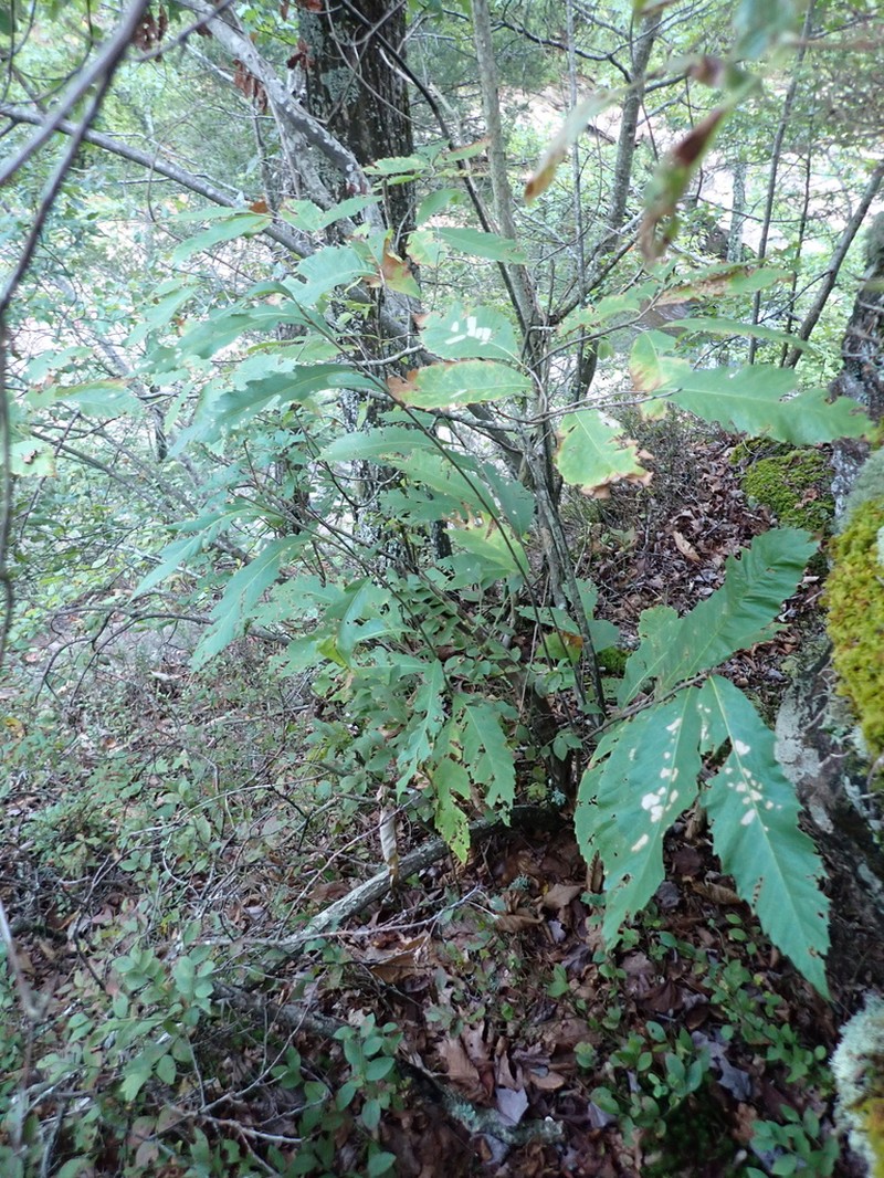 Castanea ozarkensis photo 5