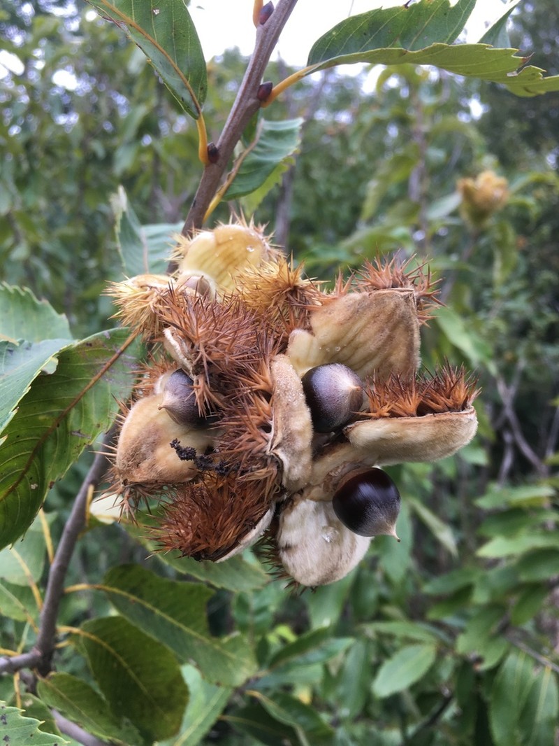 Castanea ozarkensis photo 6