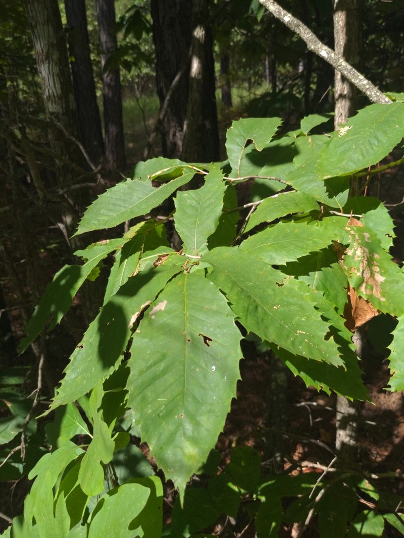 Castanea ozarkensis photo 7