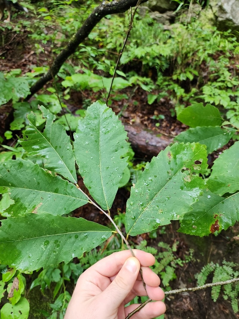 Castanea ozarkensis photo 8