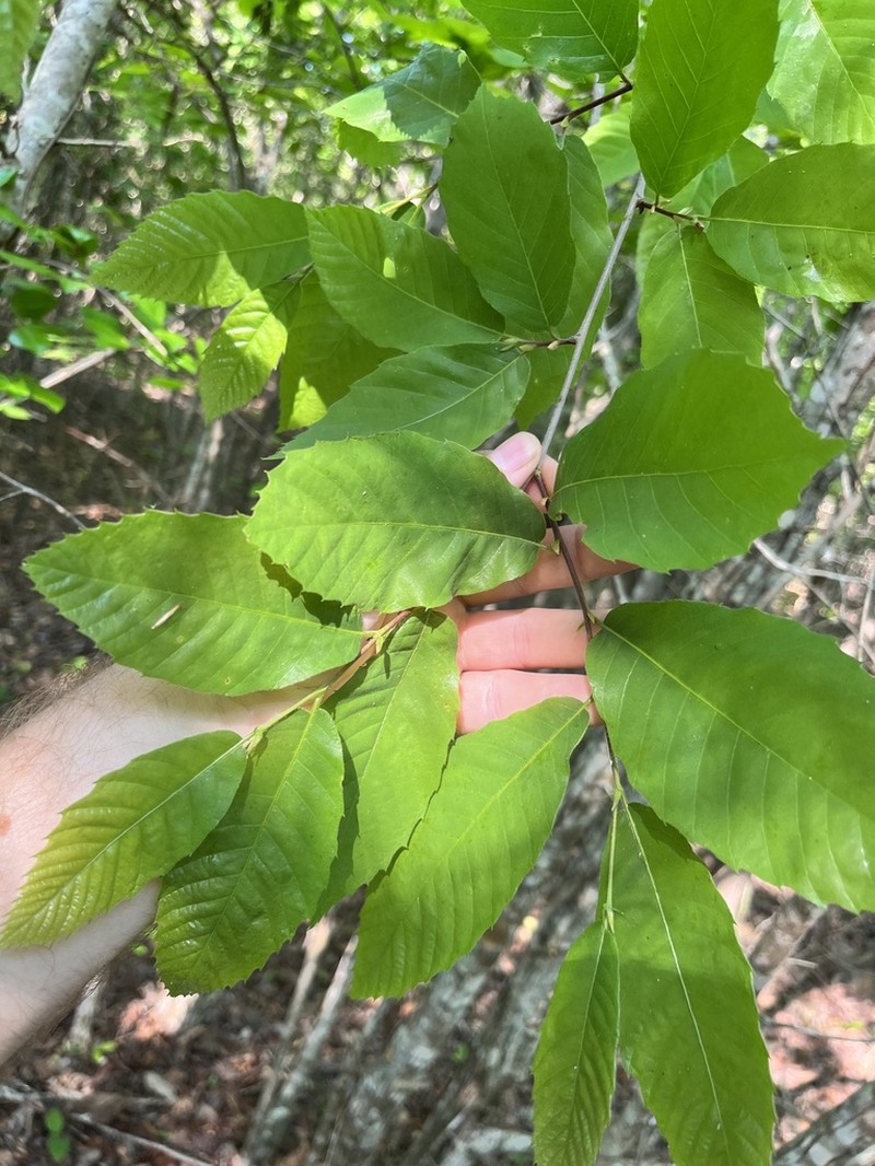 Chinquapin