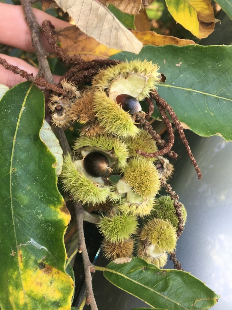 Chinquapin photo 2