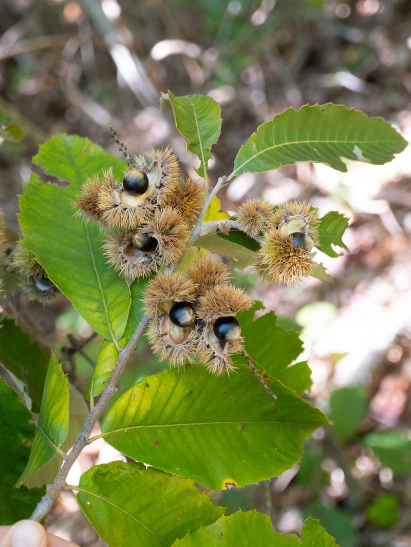 Chinquapin photo 3