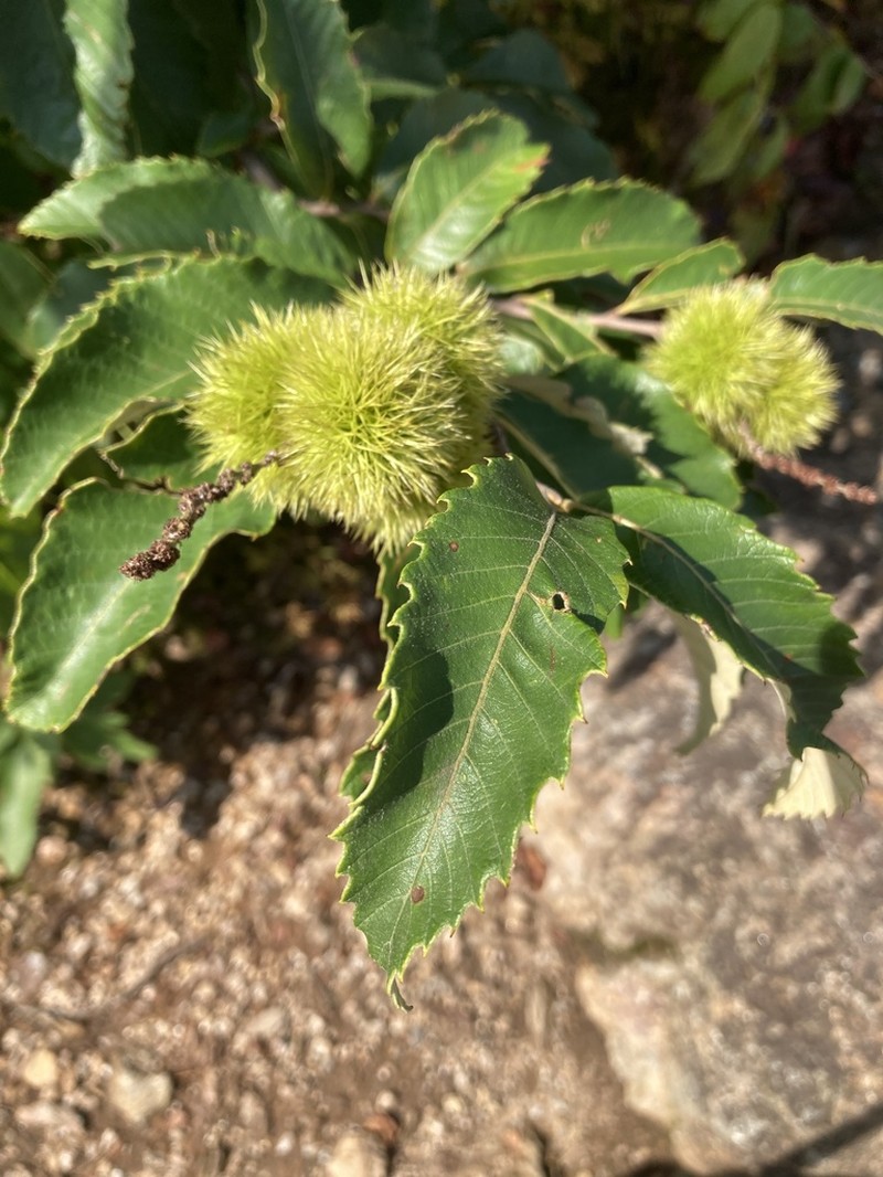 Chinquapin photo 4