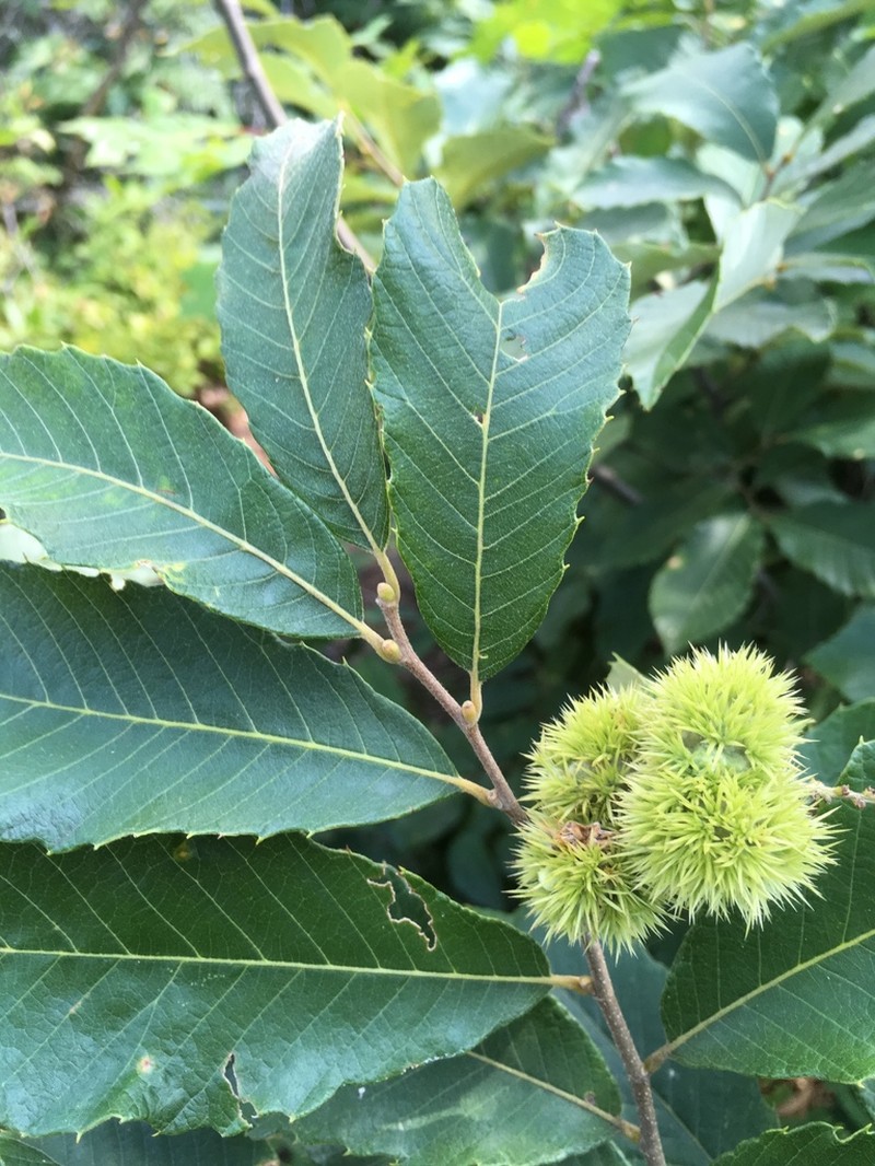 Chinquapin photo 5