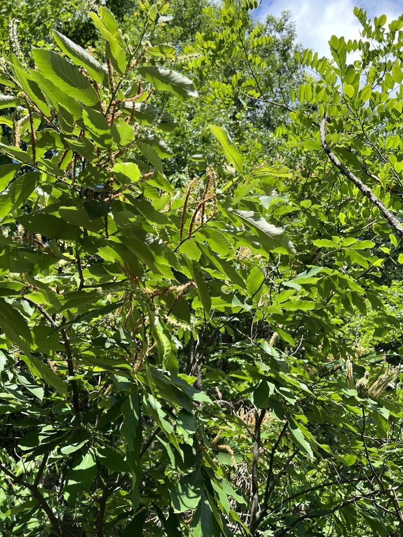 Chinquapin photo 6