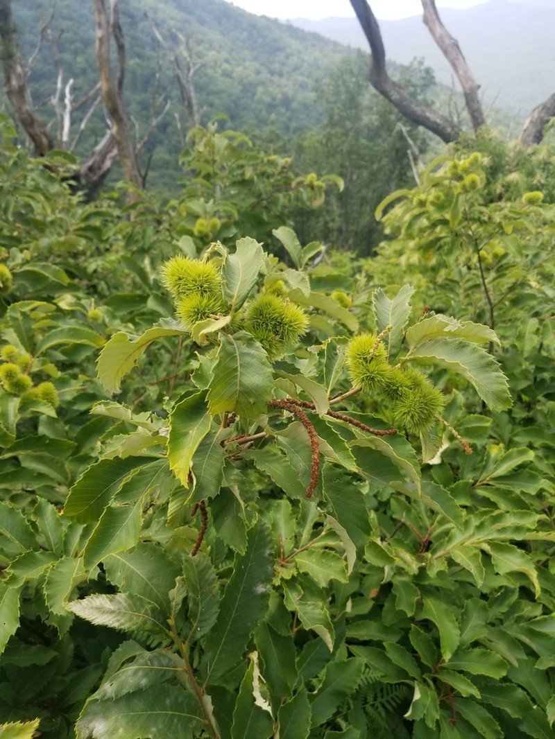 Chinquapin photo 7