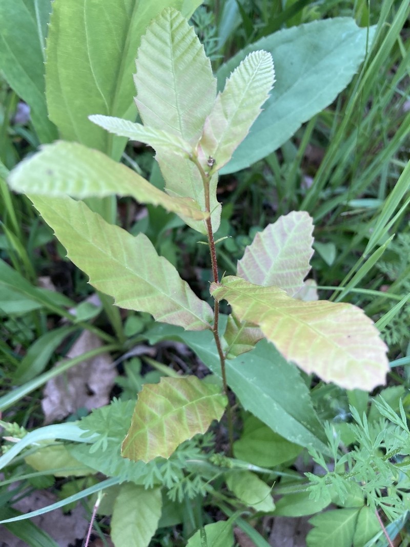 Chinquapin photo 8