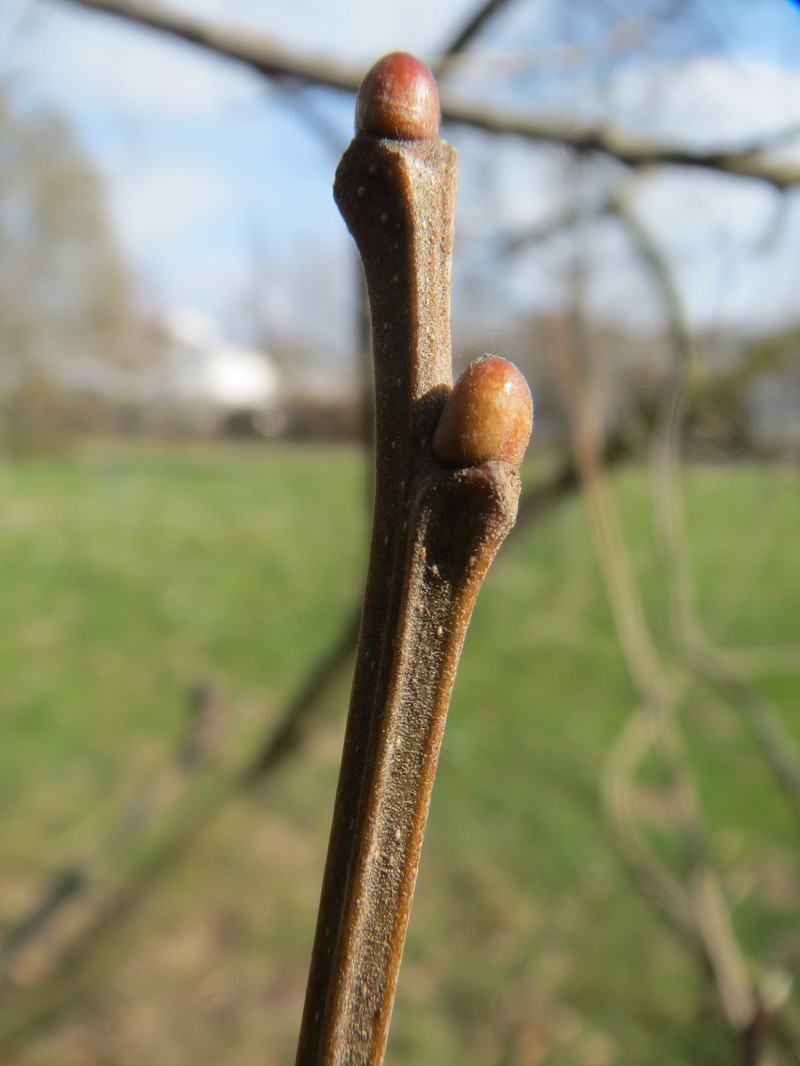 European Chestnut photo 5