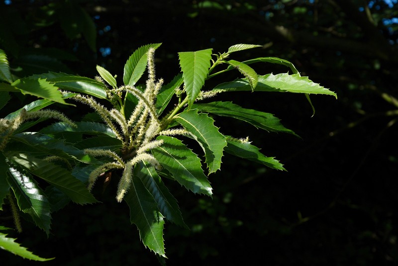 European Chestnut photo 6