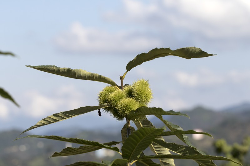 European Chestnut photo 7