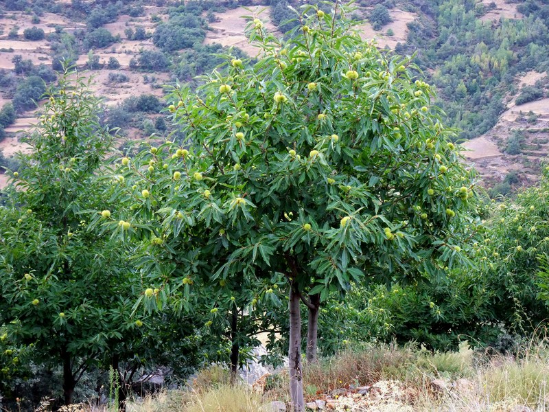 European Chestnut photo 8