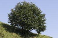 European Chestnut