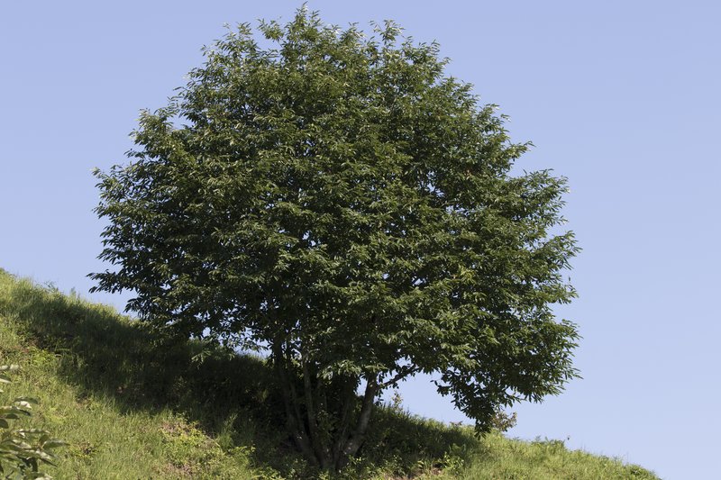 European Chestnut