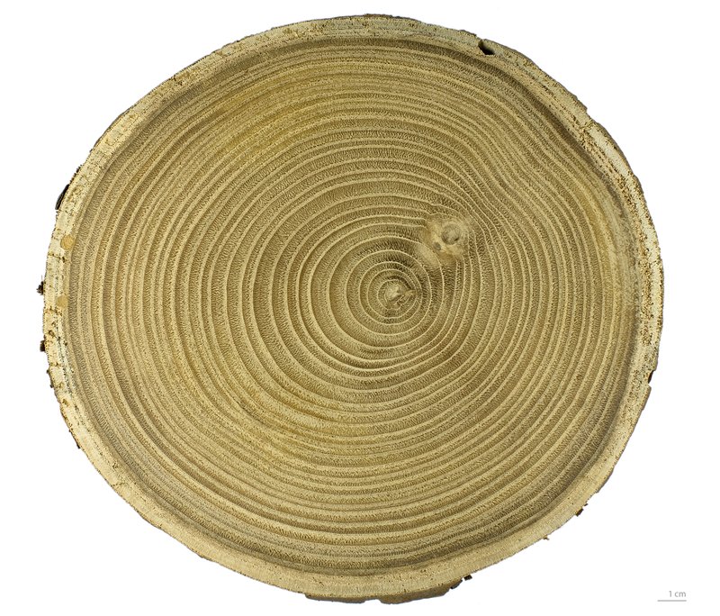 European Chestnut photo 2