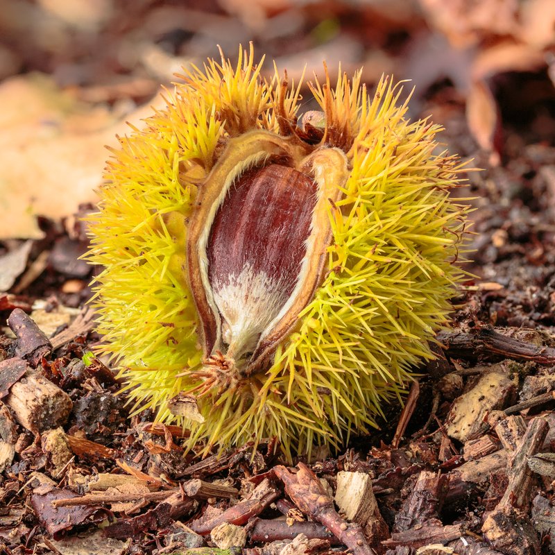 European Chestnut photo 2