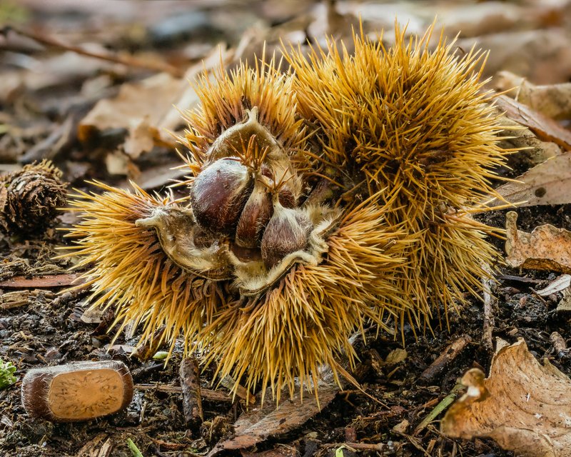 European Chestnut photo 3