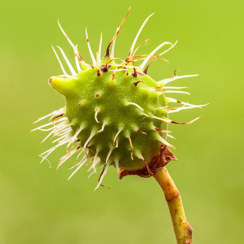 European Chestnut photo 4