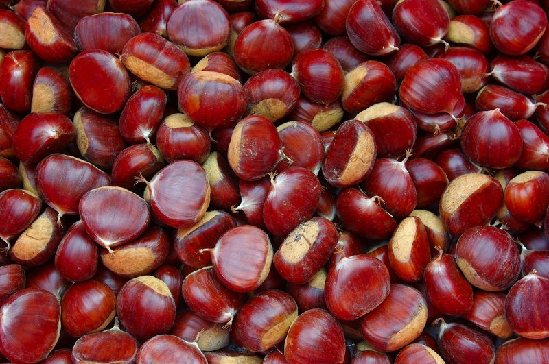 European Chestnut photo 5