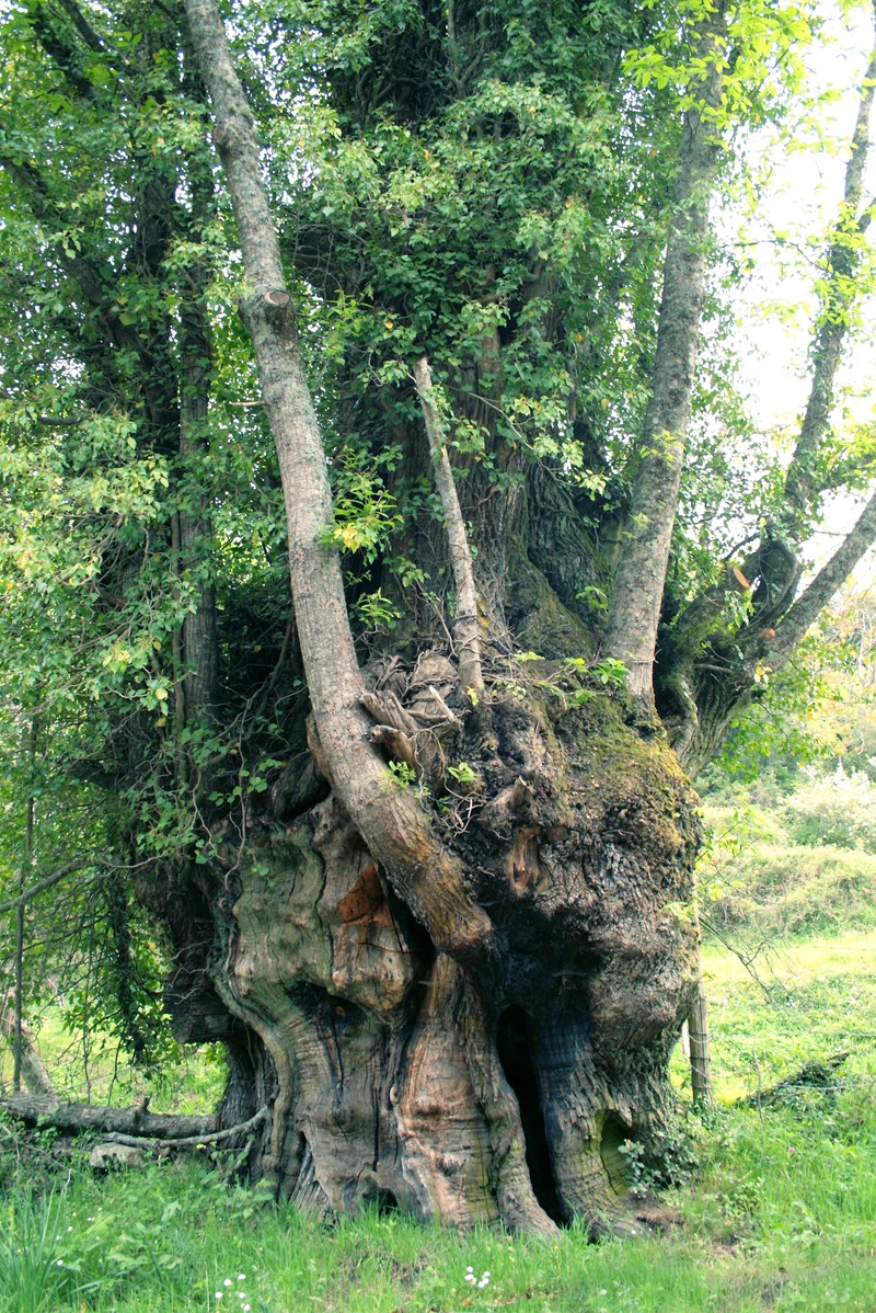 European Chestnut photo 6