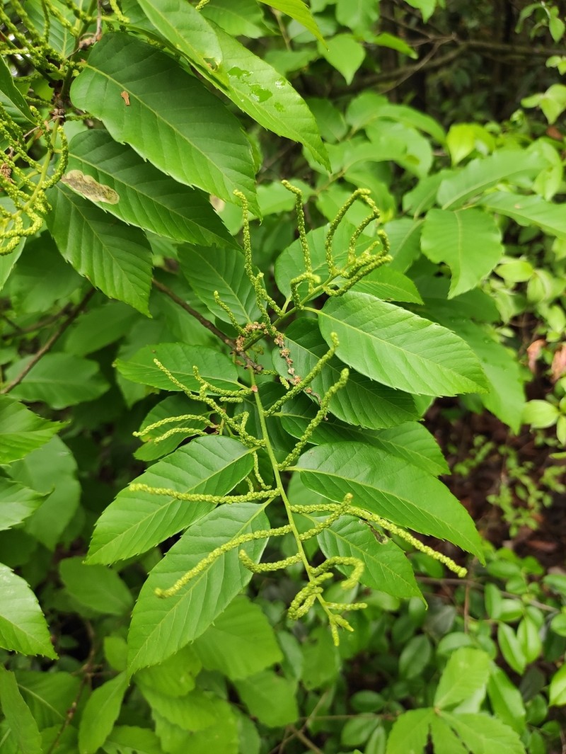 Castanea seguinii photo 2
