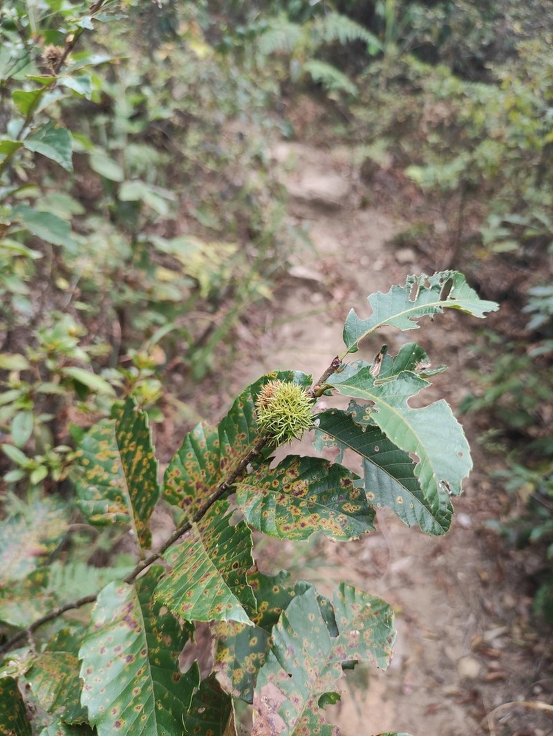 Castanea seguinii photo 3