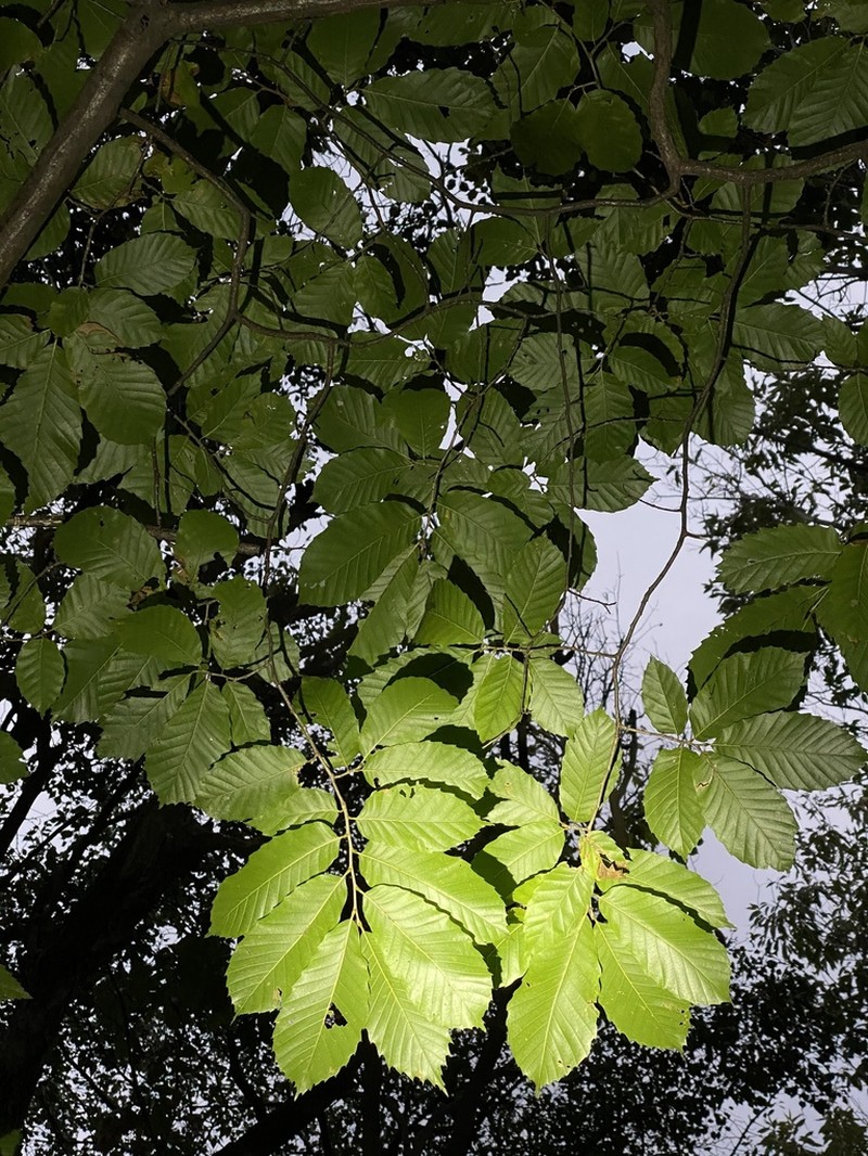 Castanea seguinii photo 4
