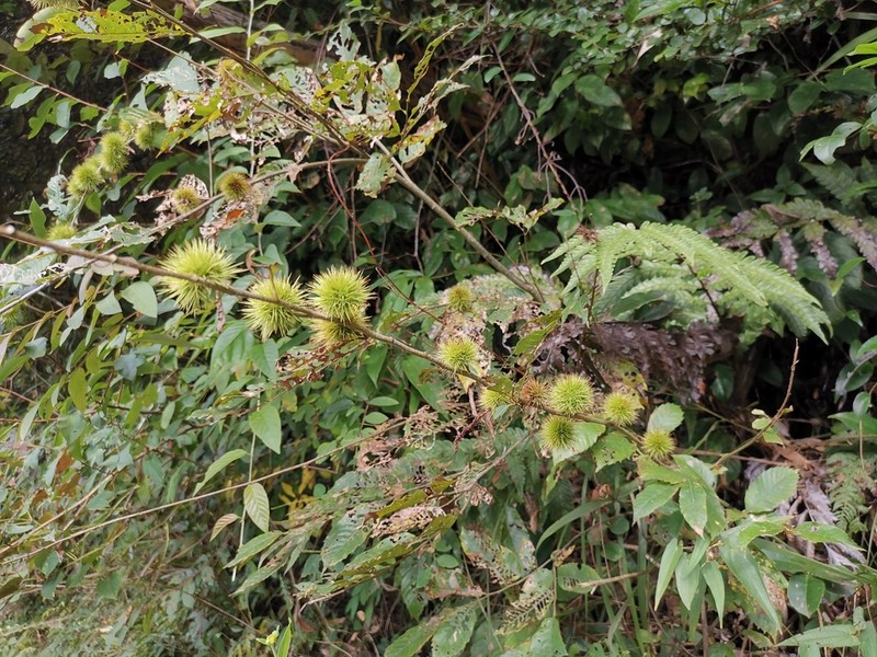 Castanea seguinii photo 5