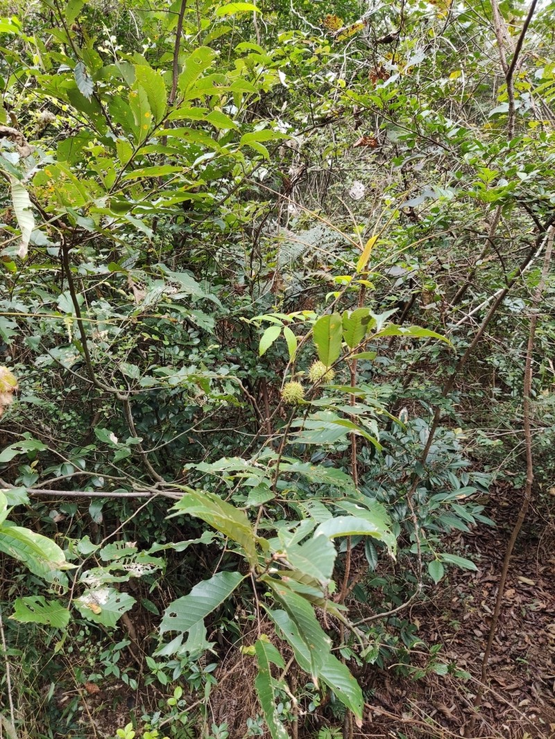 Castanea seguinii photo 6