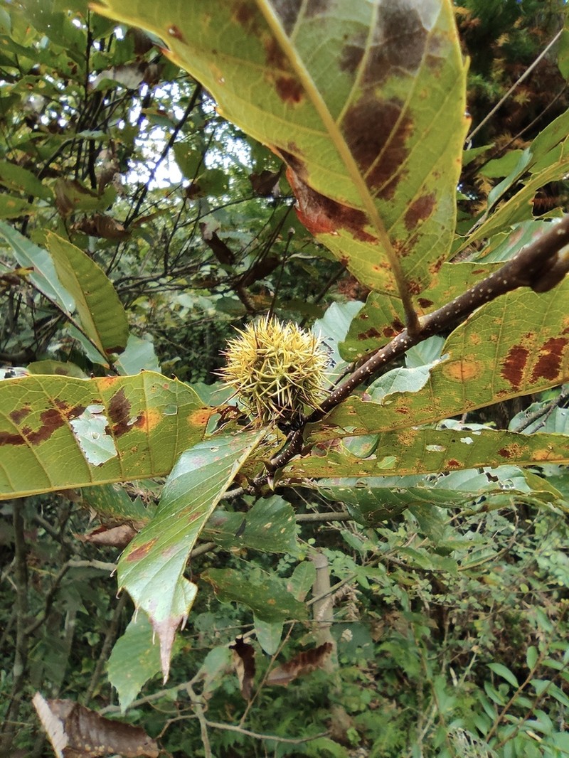 Castanea seguinii photo 7