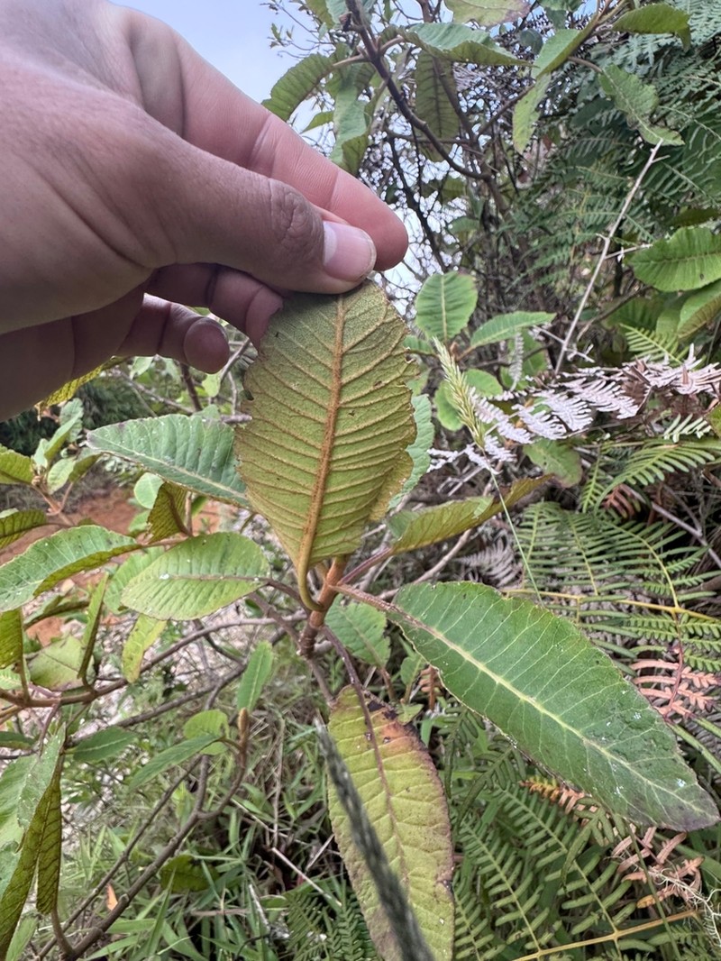 Castanedia santamartensis