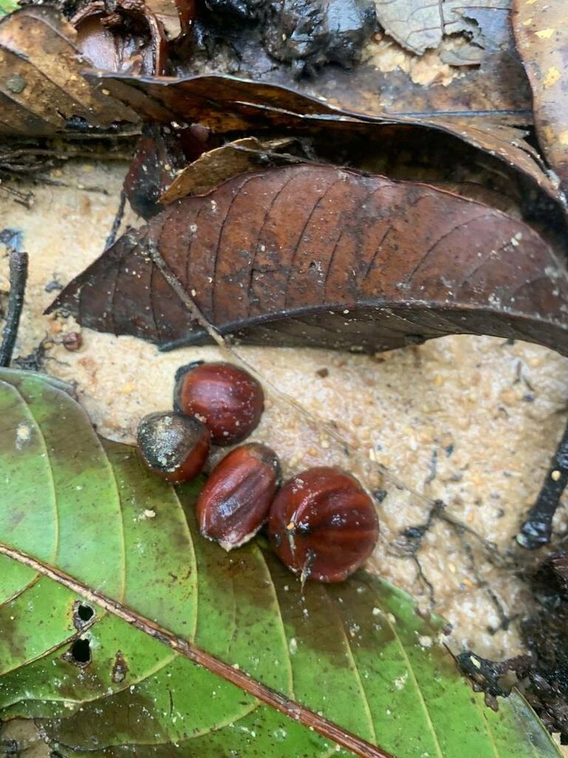 Castanopsis corallocarpus