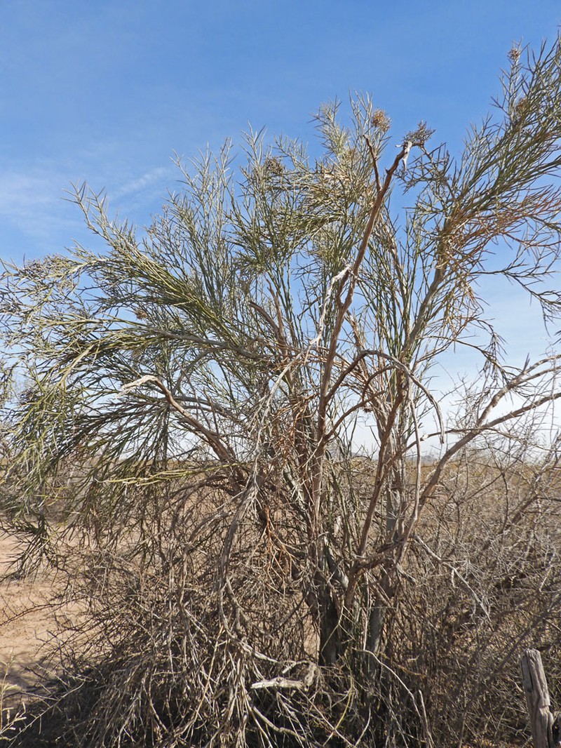 Crucifixion Thorn photo 2