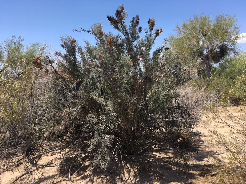 Crucifixion Thorn photo 4