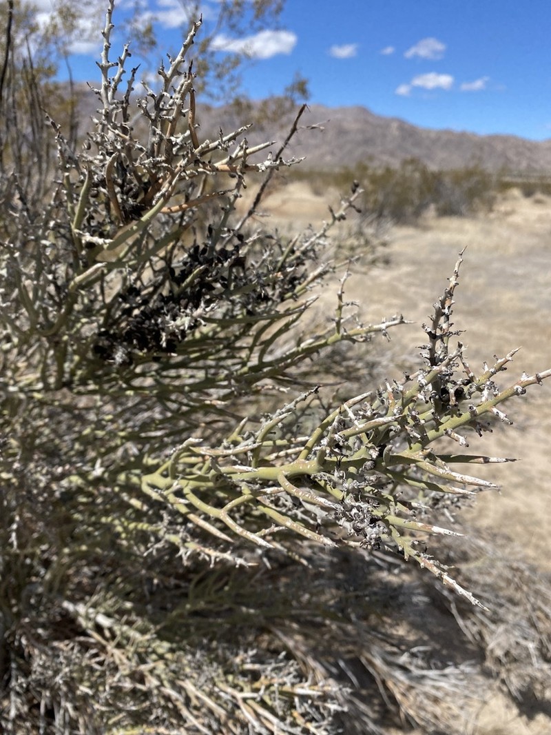 Crucifixion Thorn photo 6
